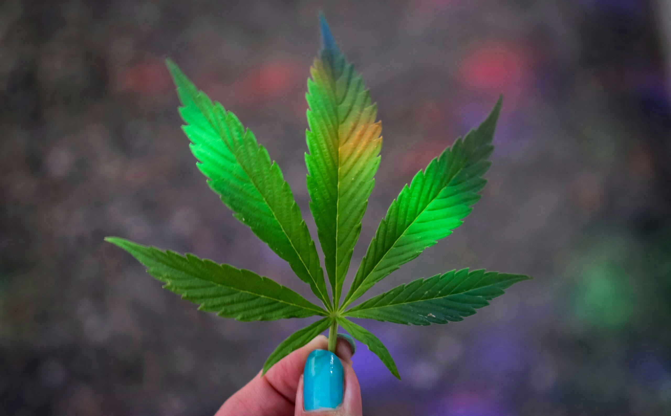 An image of a person's hand holding a cannabis leaf.