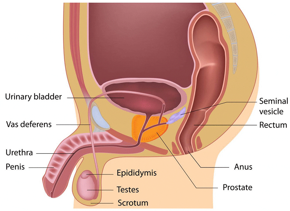 A diagram of the male reproductive system.